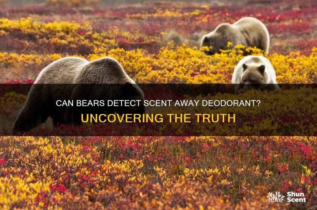 can bears smell scent away deodorant