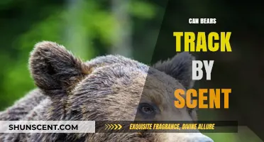 Can Bears Track by Scent? Unveiling Their Remarkable Olfactory Abilities