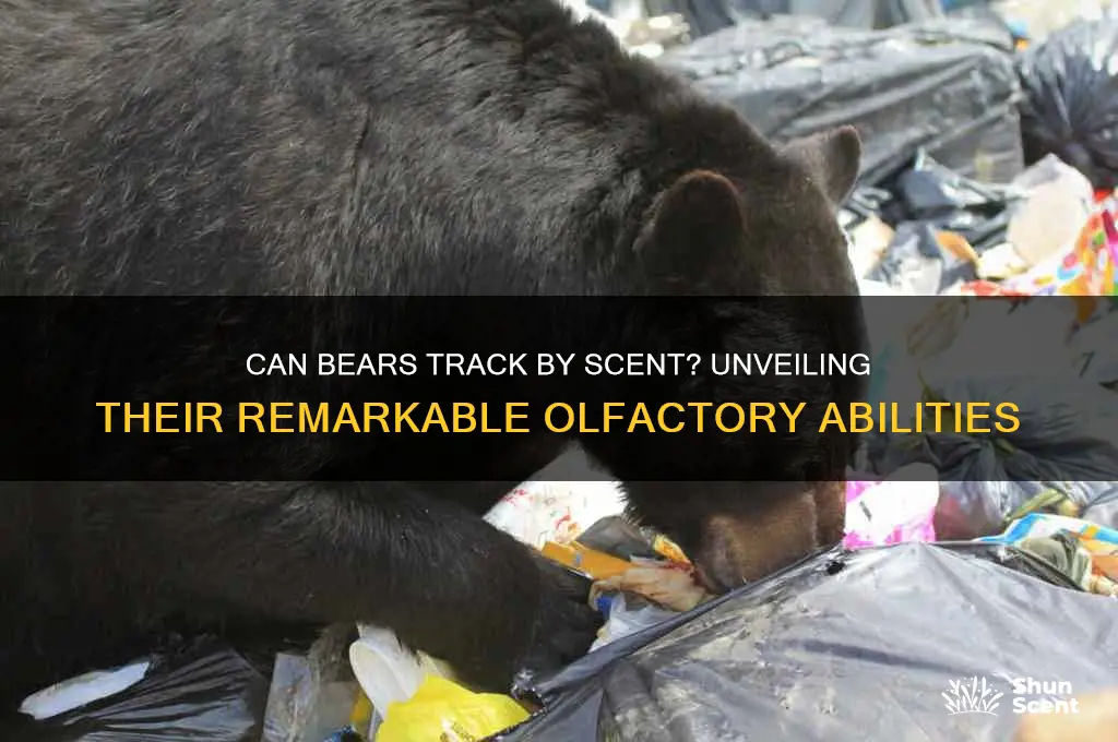 can bears track by scent