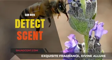 How Bees Detect Scents: Uncovering Their Remarkable Olfactory Abilities
