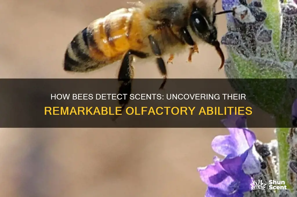 can bees detect scent