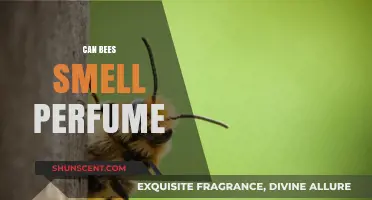 Bees, Perfume, and Smell: What's the Buzz?