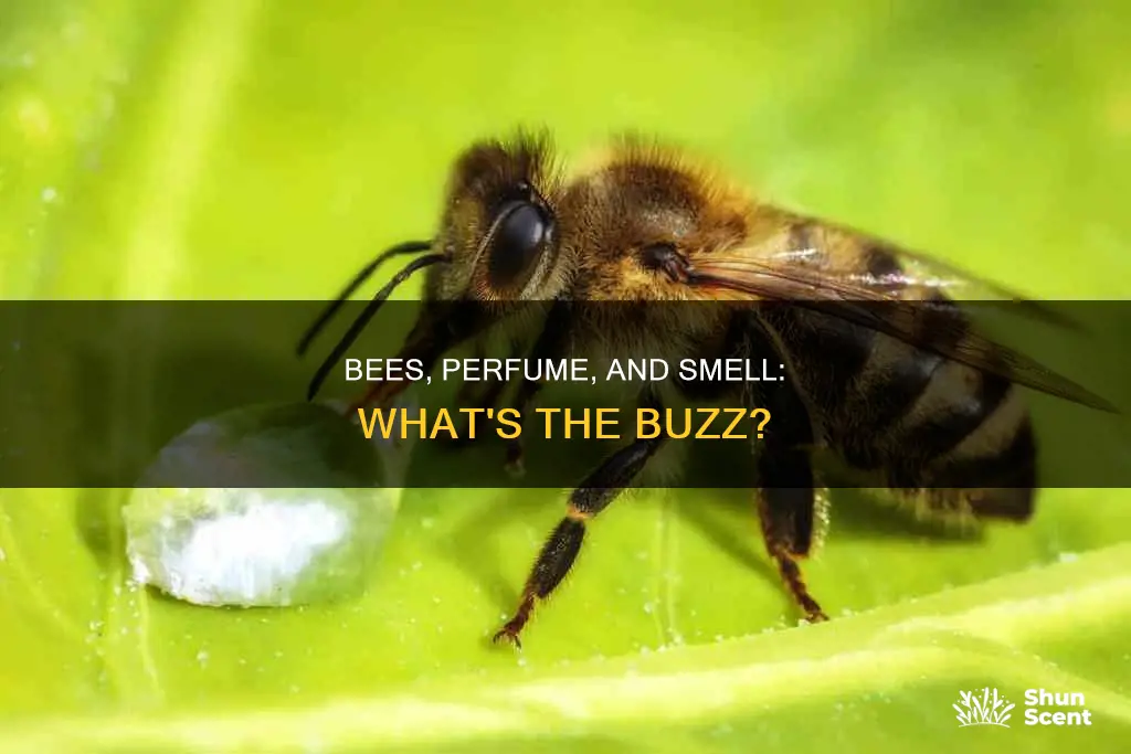 can bees smell perfume