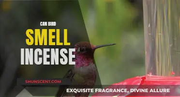 Incense and Birds: A Fragrant Danger?
