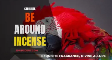 Incense and Birds: A Safe Mix?