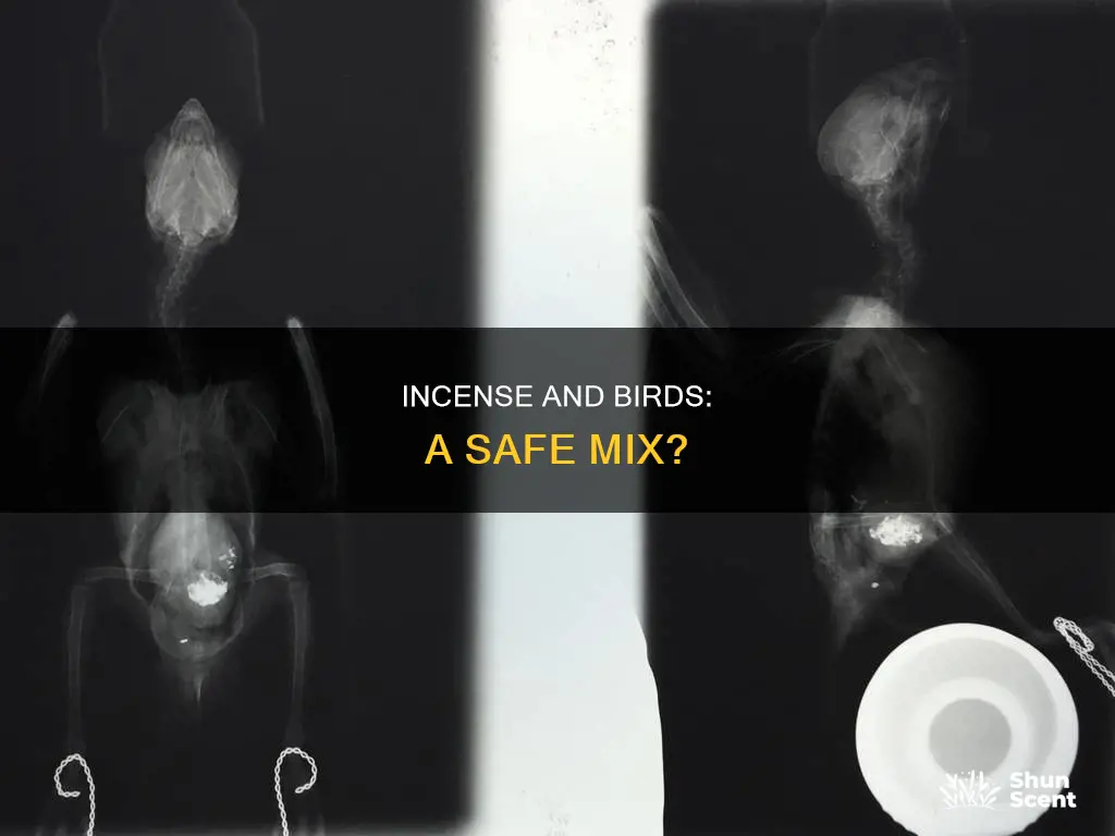 can birds be around incense