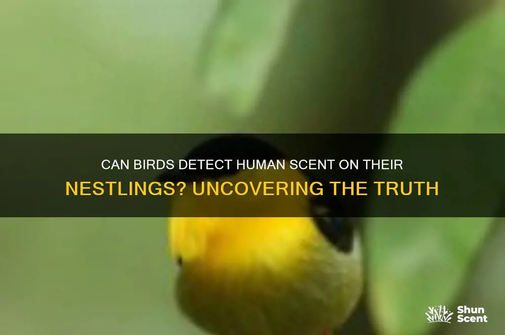 can birds smell human scent on their babies