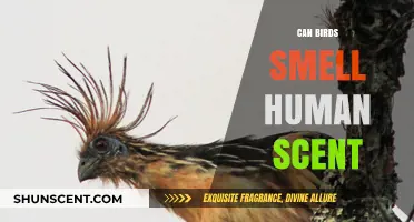 Can Birds Detect Human Scents? Uncovering the Truth About Avian Olfaction