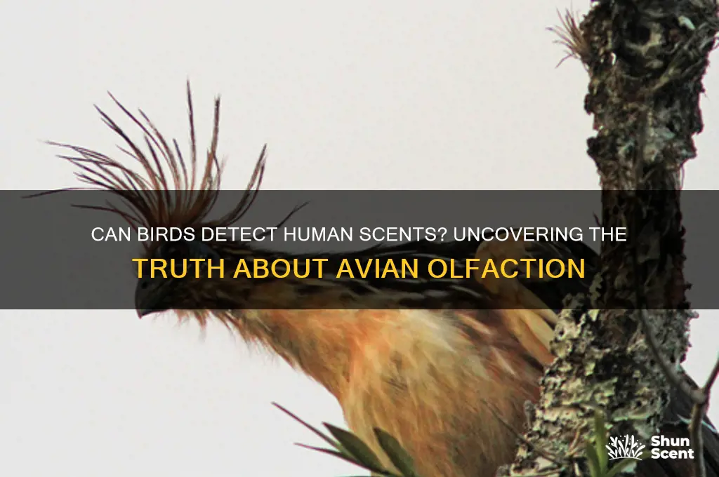can birds smell human scent