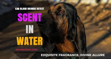 Can Bloodhounds Detect Scents in Water? Uncovering the Truth