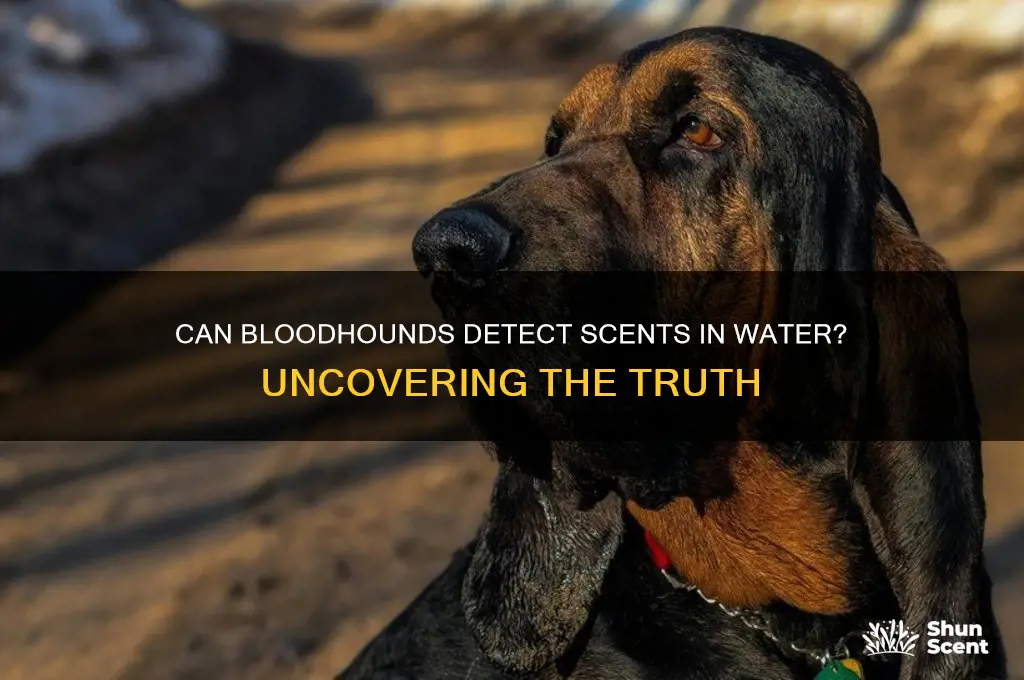 can blood hounds detect scent in water