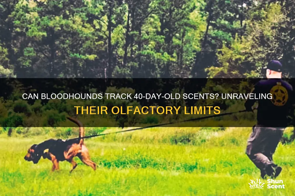can bloodhounds follow a scent that is 40 days old