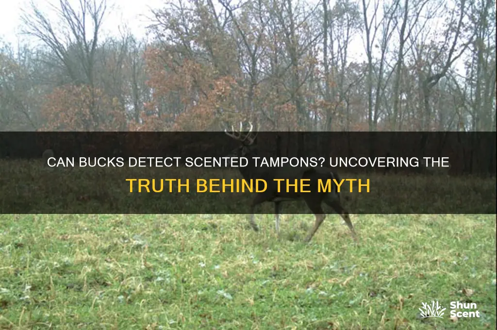 can bucks smell scented tampons