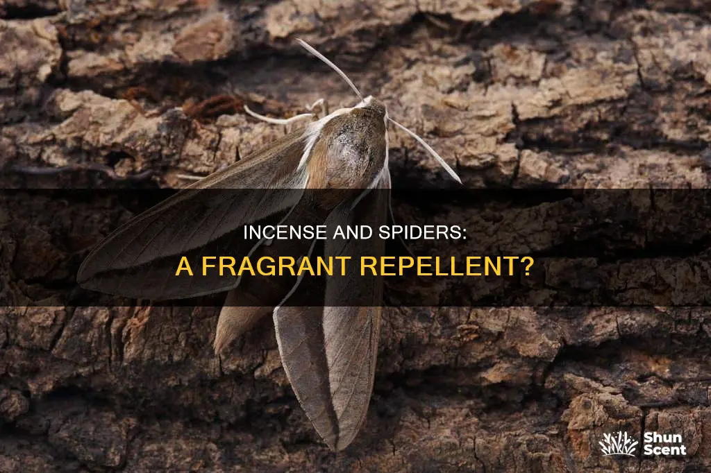 can burning incense repel spiders