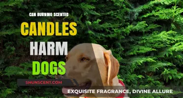 Scented Candles and Dogs: Potential Harms and Safety Tips