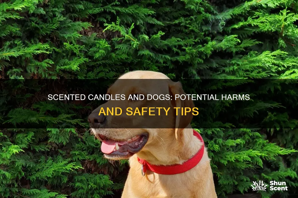 can burning scented candles harm dogs