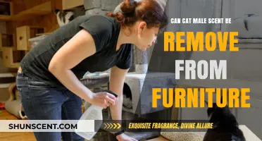Eliminating Male Cat Scent from Furniture: Effective Tips and Solutions