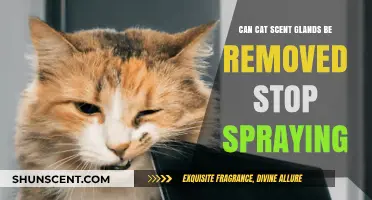 Can Removing Cat Scent Glands Stop Spraying? Facts and Considerations