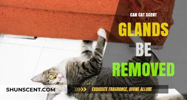 Can Cat Scent Glands Be Removed? Exploring Feline Health Options