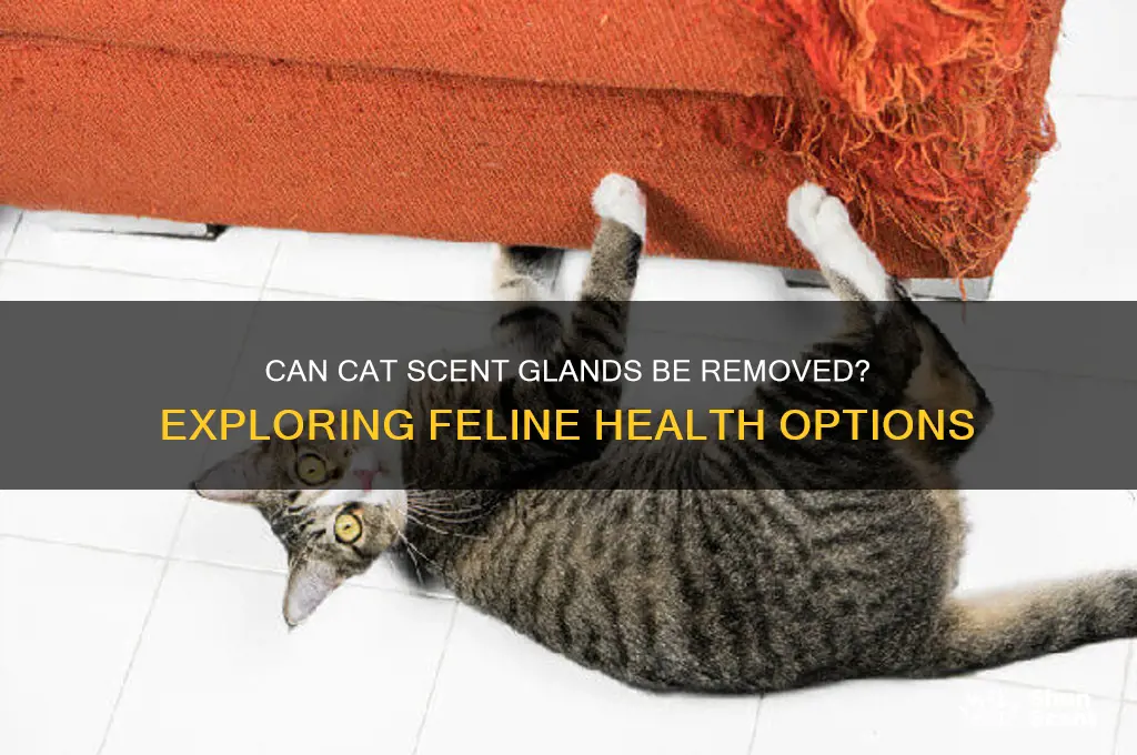 can cat scent glands be removed