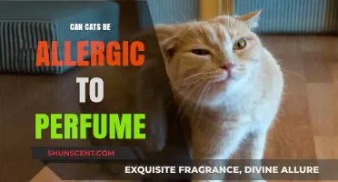 Perfume Allergies in Cats: What Owners Should Know