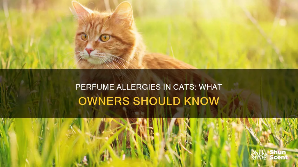 can cats be allergic to perfume