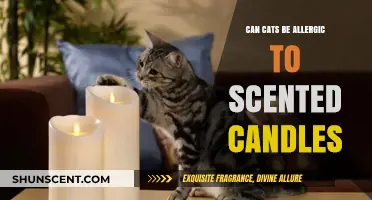 Can Cats Be Allergic to Scented Candles? What Pet Owners Need to Know