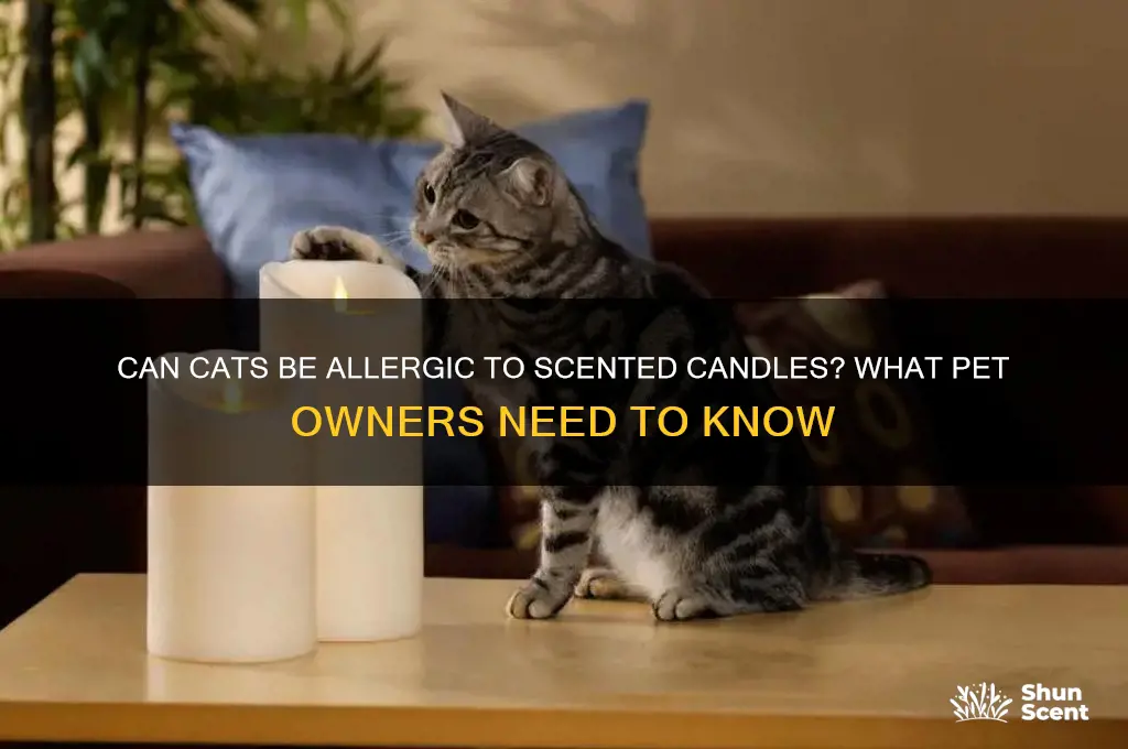 can cats be allergic to scented candles