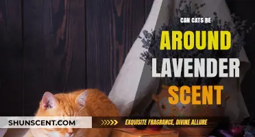 Lavender and Cats: Safe or Harmful? A Pet Owner's Guide