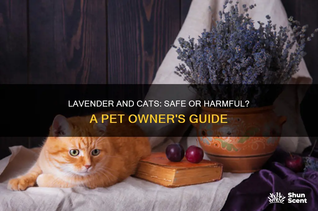 can cats be around lavender scent