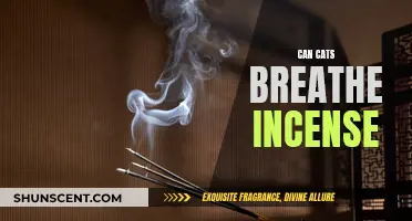 Incense and Cats: Safe or Toxic?