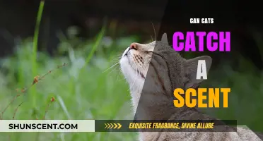 Can Cats Catch a Scent? Unlocking Their Remarkable Olfactory Abilities