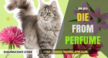 Perfumes: A Cat Owner's Caution