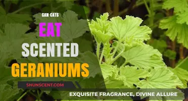 Are Scented Geraniums Safe for Cats? A Pet Owner's Guide