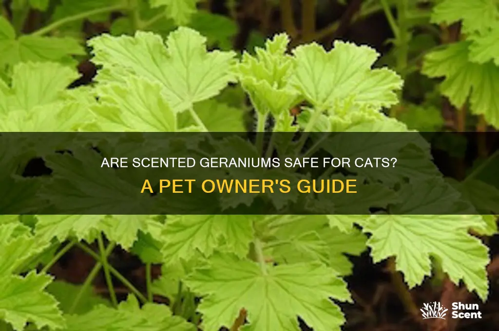 can cats eat scented geraniums