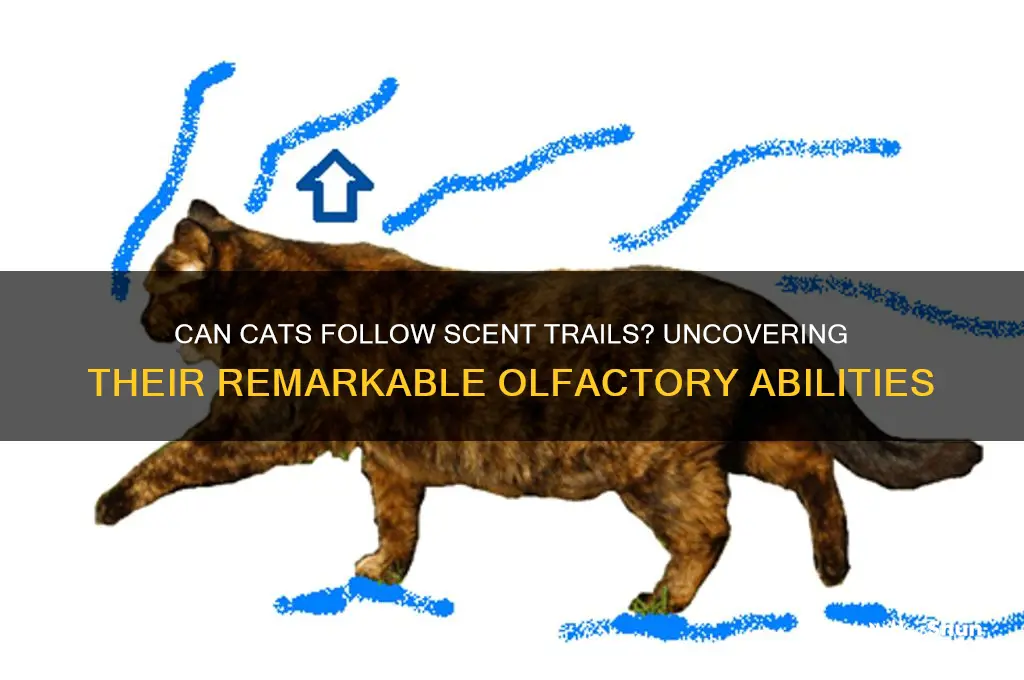 can cats follow scent trail