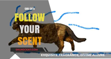 Can Cats Follow Your Scent? Uncovering Feline Olfactory Abilities