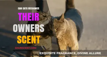 Can Cats Recognize Their Owners' Scent? Unraveling Feline Olfactory Abilities