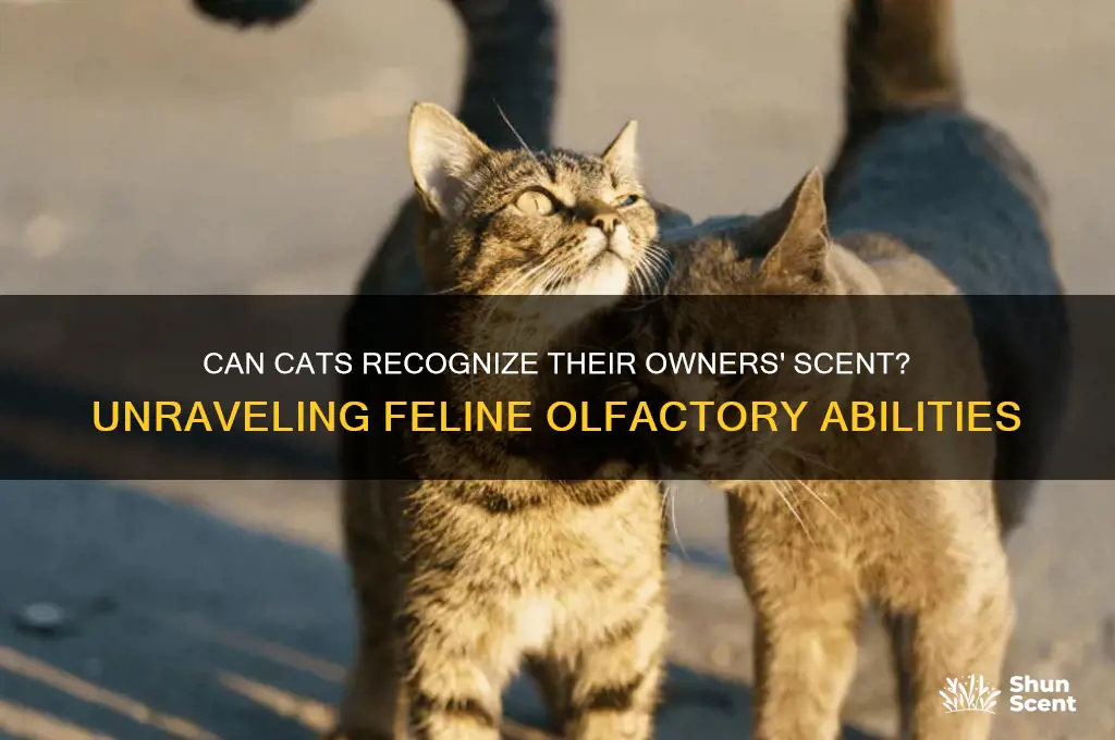 can cats recognize their owners scent
