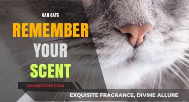 Do Cats Remember Your Scent? Uncovering Feline Memory and Olfactory Abilities