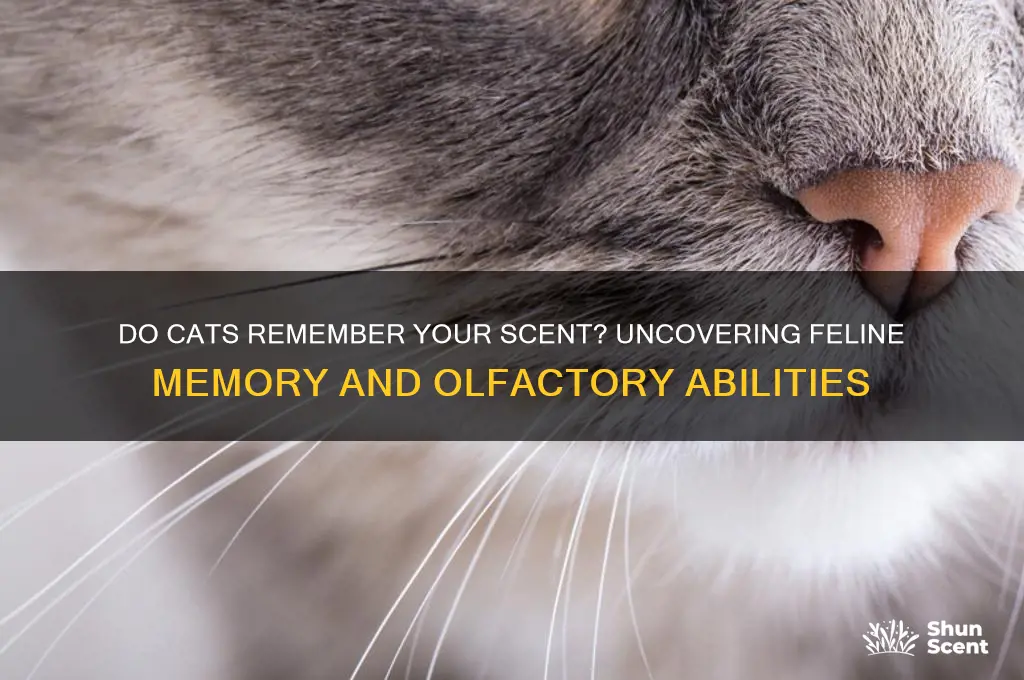 can cats remember your scent