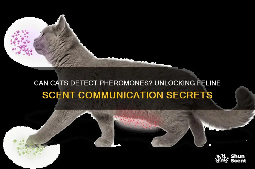can cats scent pheromones