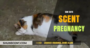 Can Cats Detect Pregnancy? Exploring Feline Scent Abilities and Human Changes