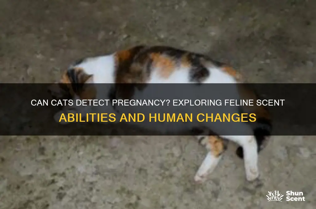 can cats scent pregnancy