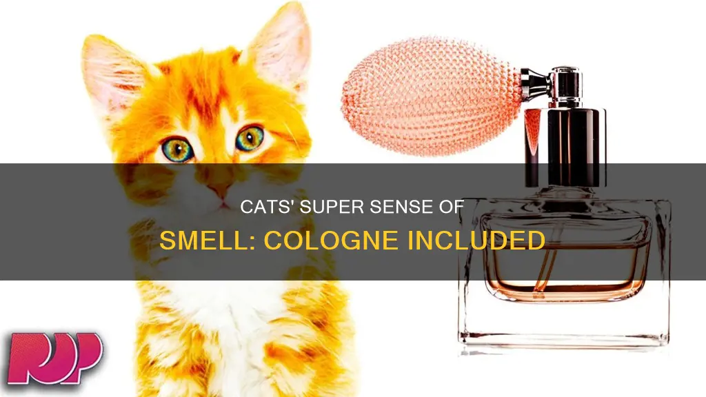 can cats smell cologne