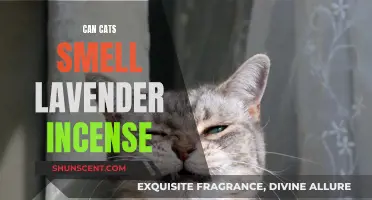 Lavender Incense and Cats: A Fragrant Danger?