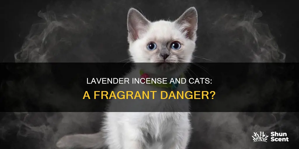 can cats smell lavender incense