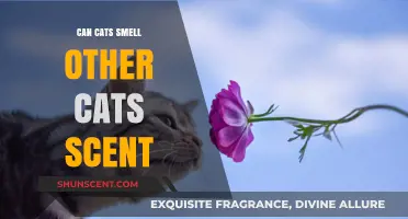 Can Cats Smell Other Cats' Scents? Uncovering Feline Olfactory Secrets