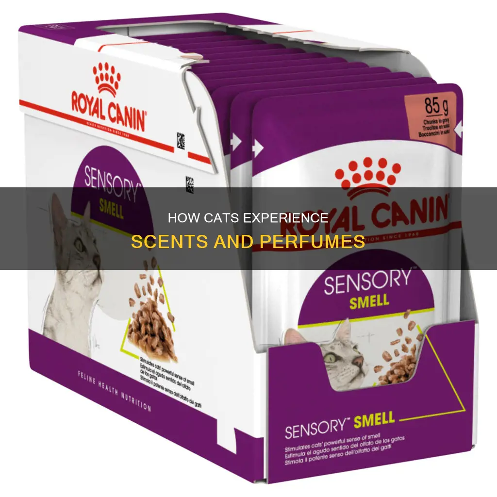 can cats smell perfume
