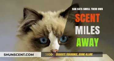 Can Cats Detect Their Own Scent Miles Away? Unraveling Feline Olfactory Mysteries